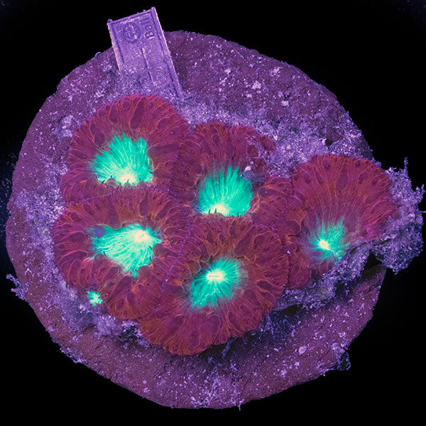 WYSIWYG cultured red Blastomussa 8