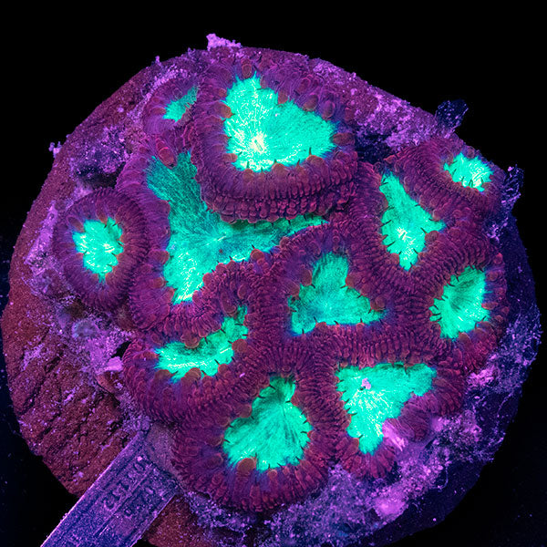 WYSIWYG cultured red Blastomussa 9