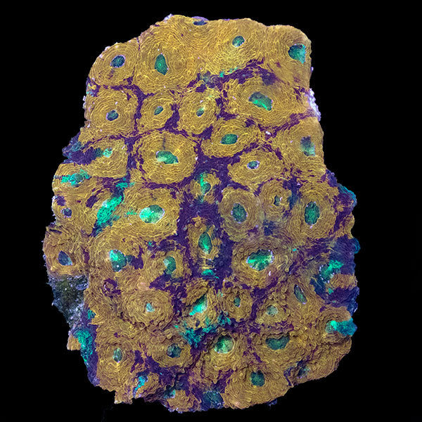 WYSIWYG cultured Acan echinata 1