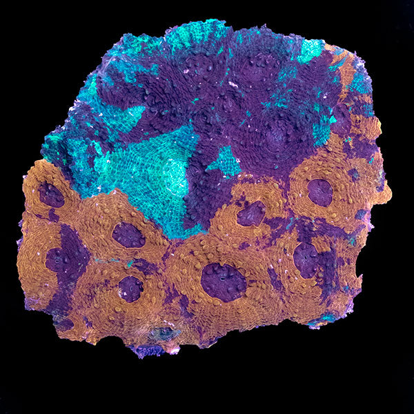 WYSIWYG cultured Acan echinata 2