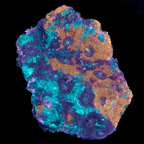 WYSIWYG cultured Acan echinata 3