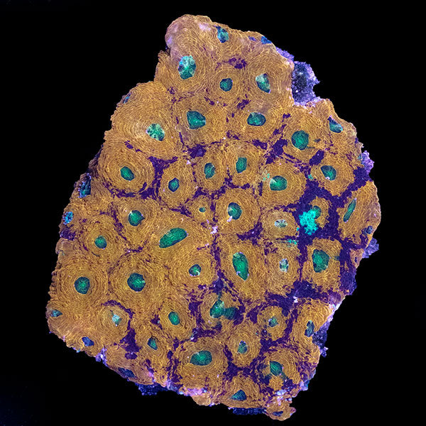 WYSIWYG cultured Acan echinata 4