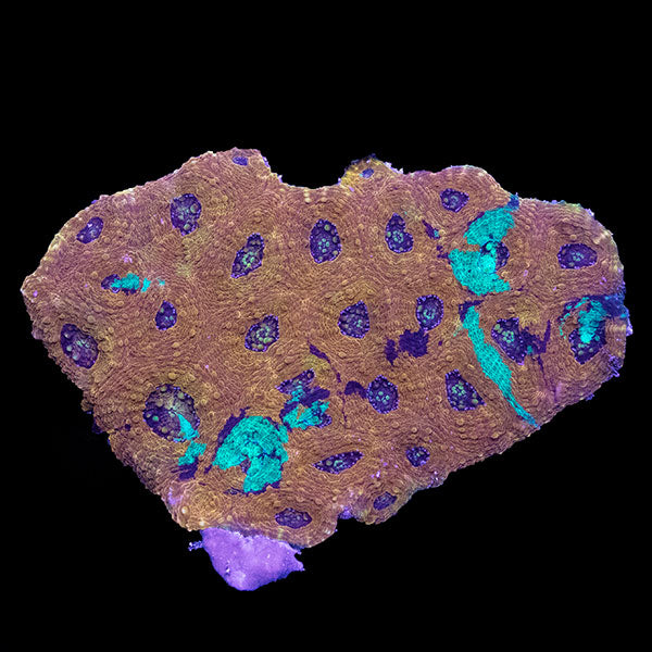 WYSIWYG cultured Acan echinata 5