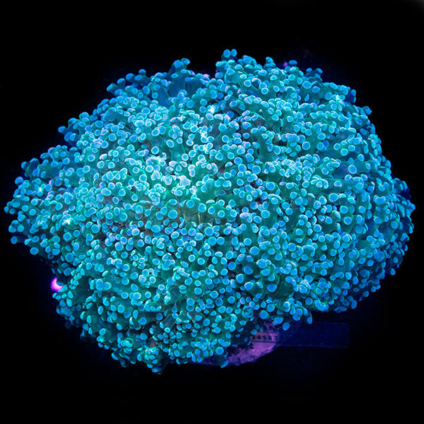 WYSIWYG cultured Frogspawn Coral