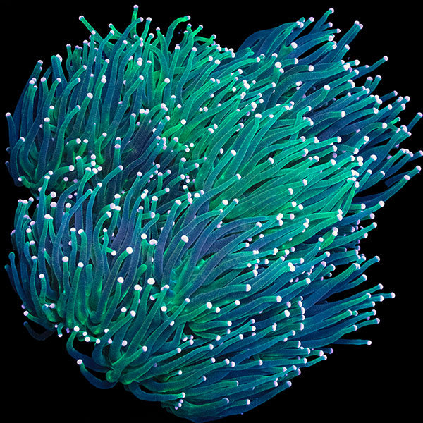 WYSIWYG cultured Green Torch