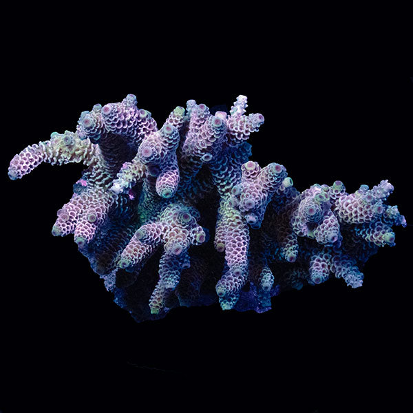 WYSIWYG cultured Acropora large 11