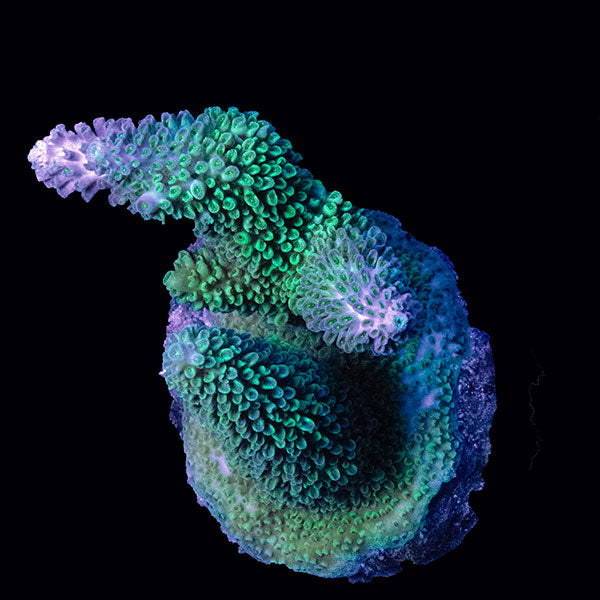 WYSIWYG cultured Acropora large 12
