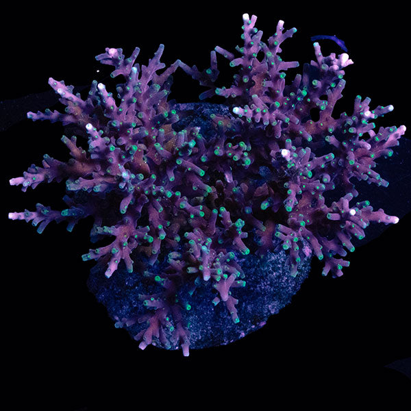 WYSIWYG cultured Acropora large 13