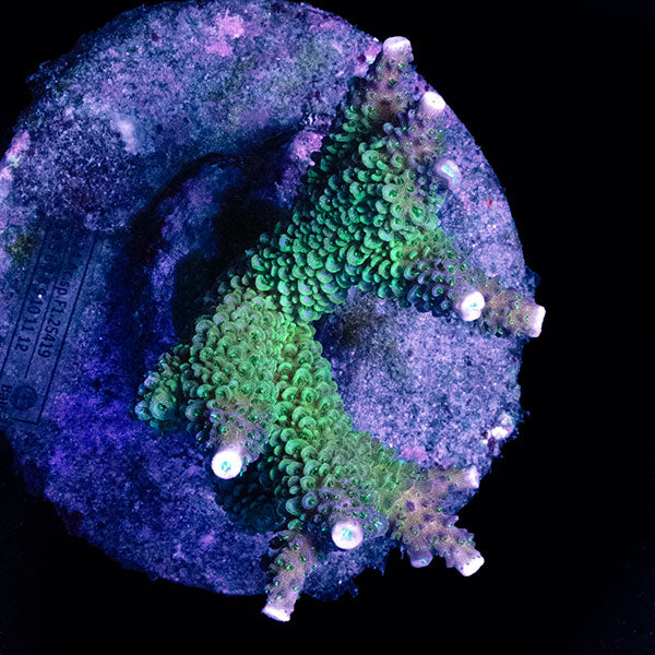 WYSIWYG cultured Acropora large 14