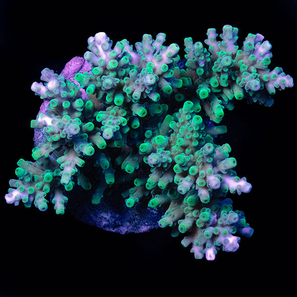 WYSIWYG cultured Acropora large 15