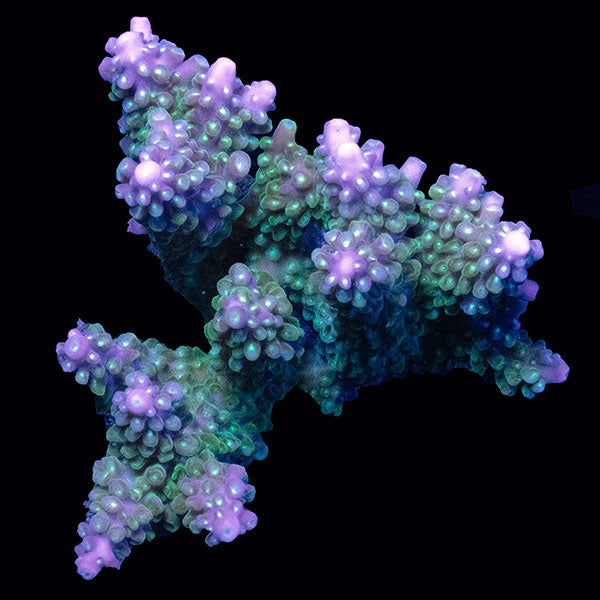 WYSIWYG cultured Acropora large 17