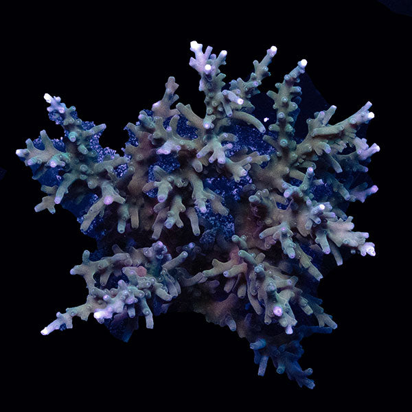 WYSIWYG cultured Acropora large 18