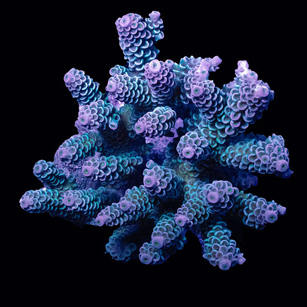 WYSIWYG cultured Acropora large 19