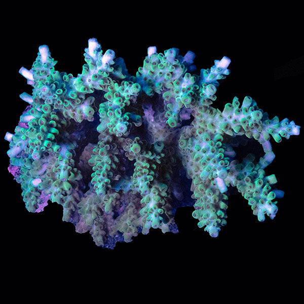 WYSIWYG cultured Acropora large 20