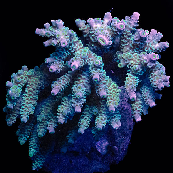 WYSIWYG cultured Acropora large 21