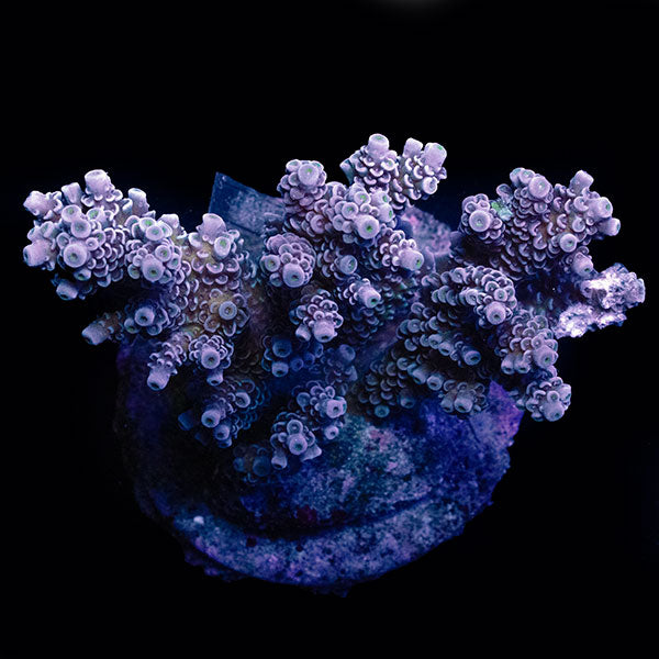 WYSIWYG cultured Acropora large 22