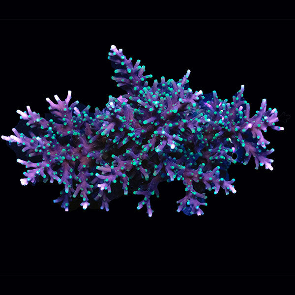 Maricultured Acropora assorted colony