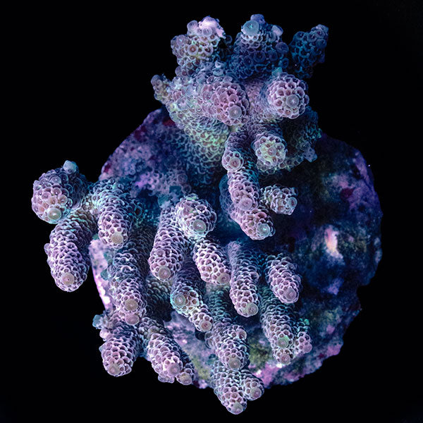 WYSIWYG cultured Acropora large 24