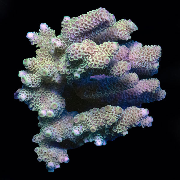 WYSIWYG cultured Acropora large 25