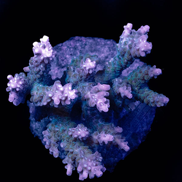 WYSIWYG cultured Acropora large 26
