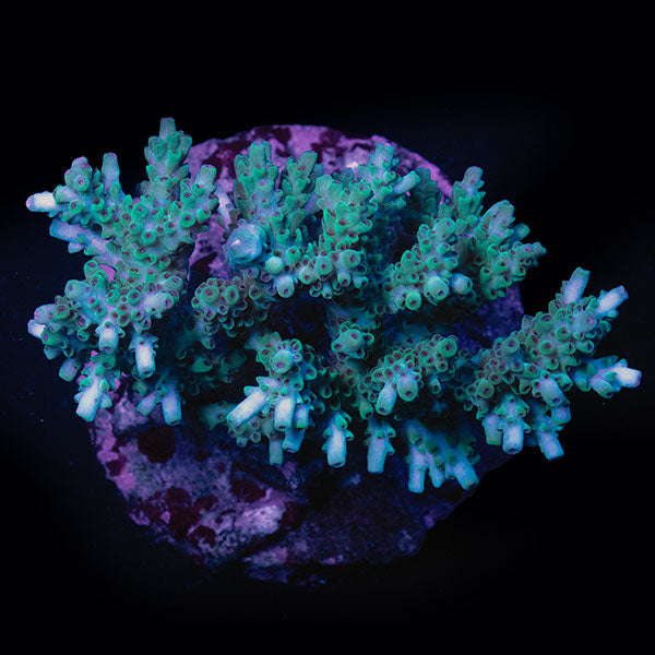 WYSIWYG cultured Acropora large 27