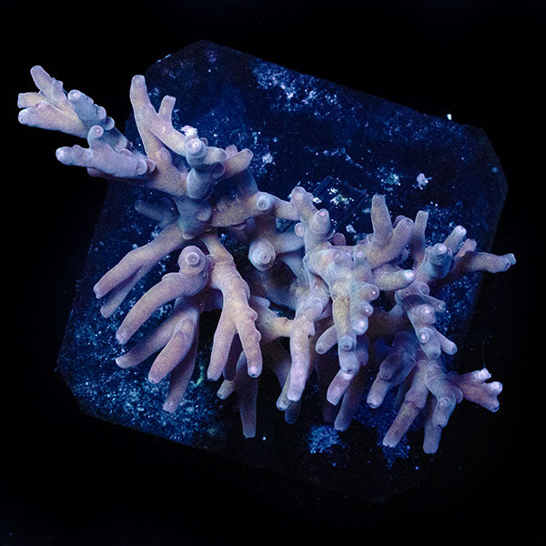 WYSIWYG cultured Acropora large 2