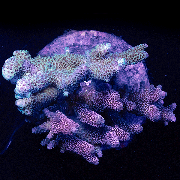 WYSIWYG cultured Acropora large 3