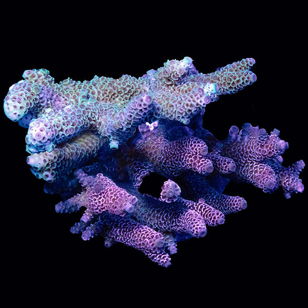WYSIWYG cultured Acropora large 3