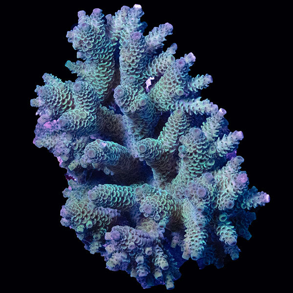 WYSIWYG cultured Acropora large 4