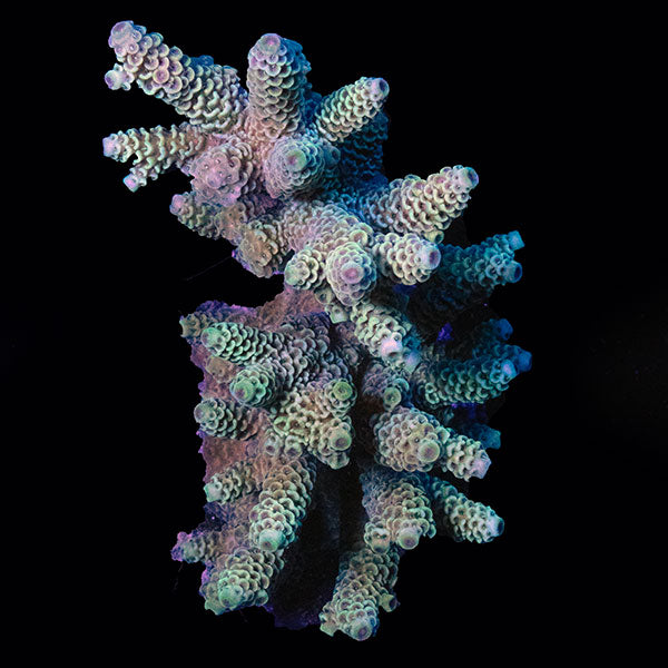 WYSIWYG cultured Acropora large 6