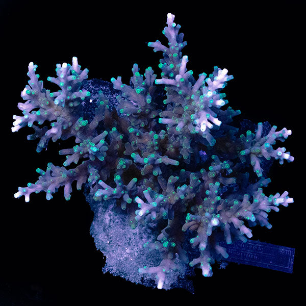 WYSIWYG cultured Acropora large 8