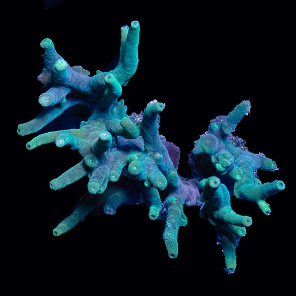 WYSIWYG cultured Acropora large 9