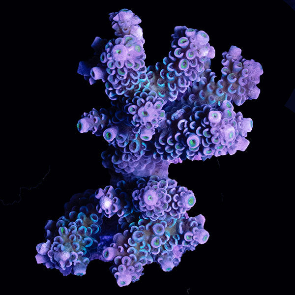 WYSIWYG cultured Acropora small 10