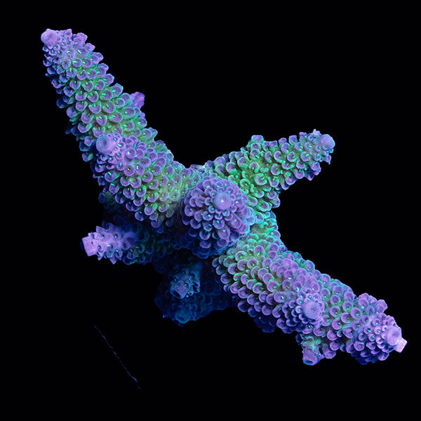 WYSIWYG cultured Acropora small 11