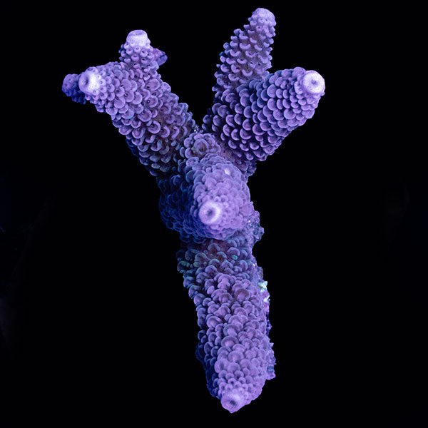 WYSIWYG cultured Acropora small 12