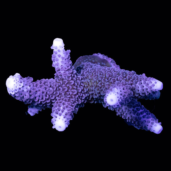 WYSIWYG cultured Acropora small 13