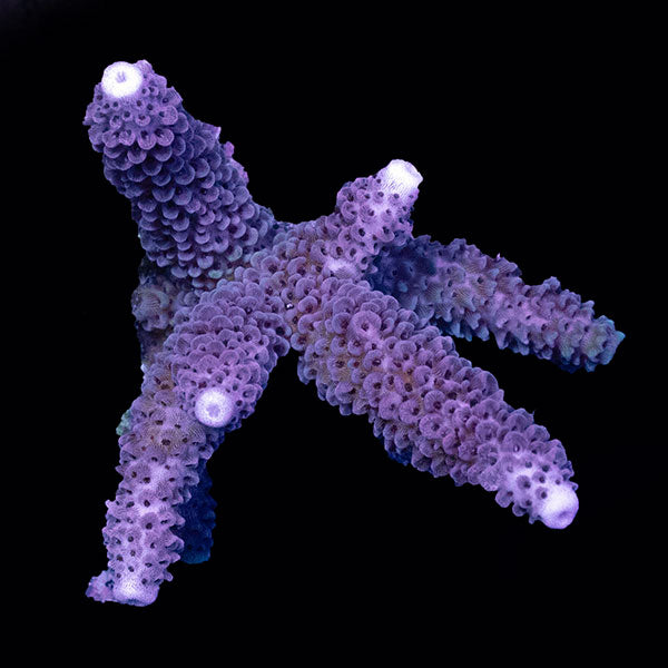 WYSIWYG cultured Acropora small 14