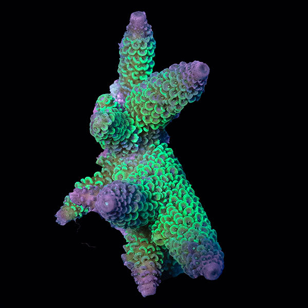WYSIWYG cultured Acropora small 15