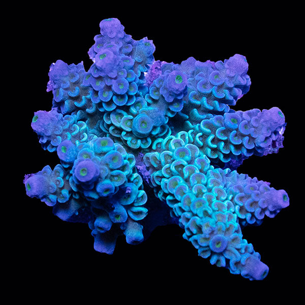 WYSIWYG cultured Acropora small 16