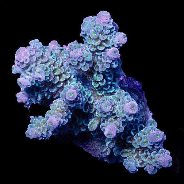 WYSIWYG cultured Acropora small 17