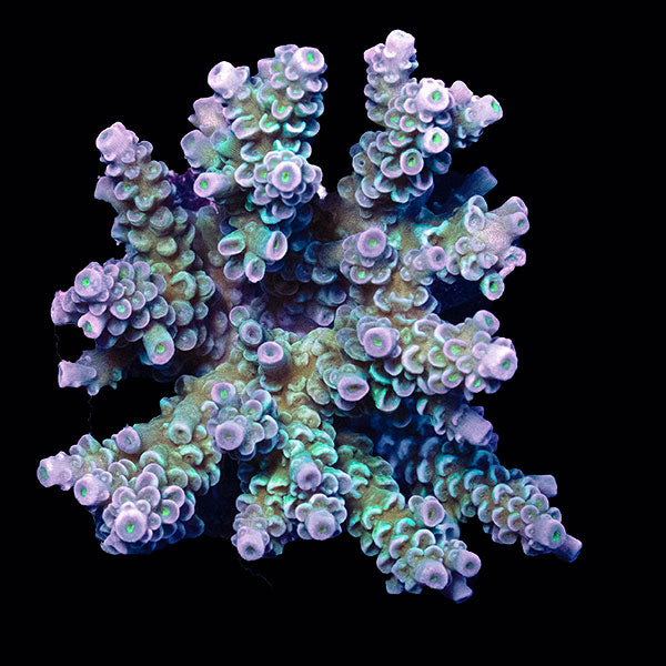 WYSIWYG cultured Acropora small 18