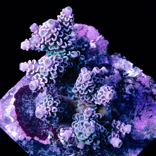 WYSIWYG cultured Acropora small 19
