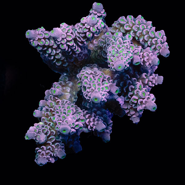 WYSIWYG cultured Acropora small 1