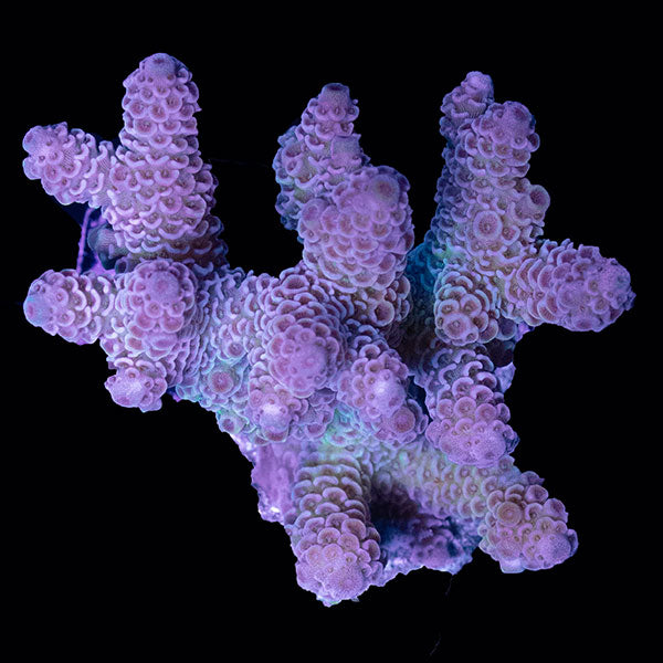 WYSIWYG cultured Acropora small 20