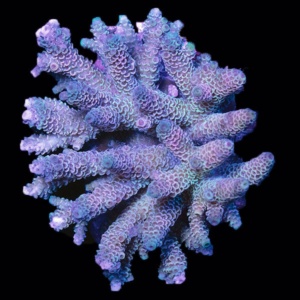 WYSIWYG cultured Acropora small 21