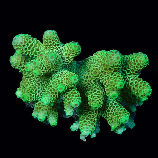 WYSIWYG cultured Acropora small 22