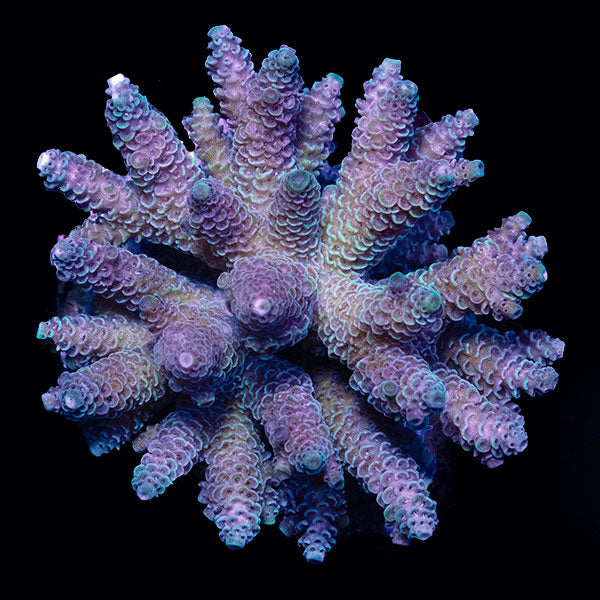 WYSIWYG cultured Acropora small 23