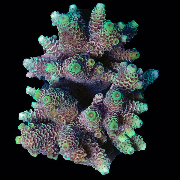 WYSIWYG cultured Acropora small 24
