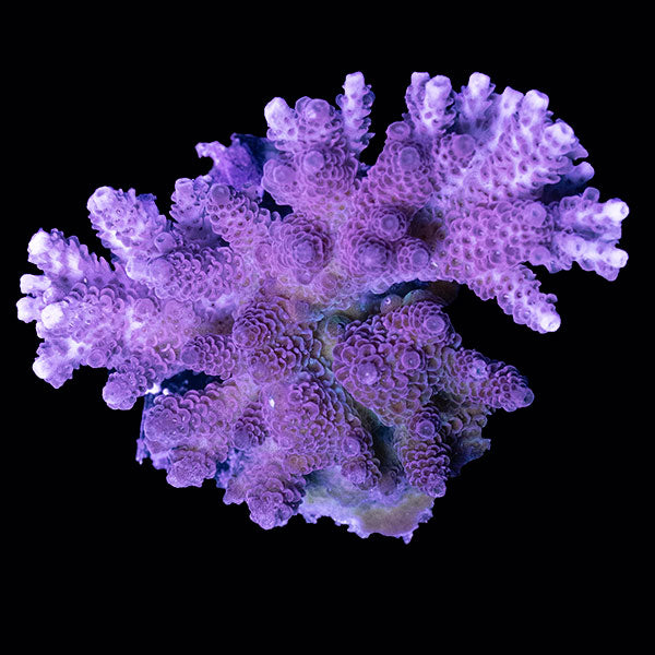 WYSIWYG cultured Acropora small 25