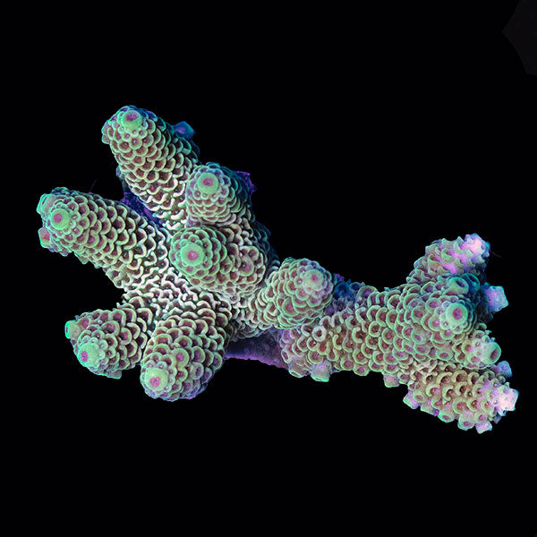 WYSIWYG cultured Acropora small 26